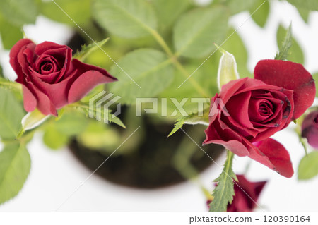 The beautiful young red roses with green leaves on the white background. The beautiful young red roses with green leaves on the white background. 120390164