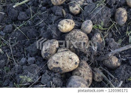 Freshly dug organic potatoes of new harvest at the potatoes plantation. Potato harvest on the field 120390171