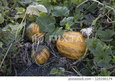 Beautiful pumpkins on the field. Organic vegetable growing on farming. Harvest season in Ukraine. Pumpkins on farman can be used on Halloween Beautiful pumpkins on the field. Organic vegetable growing on farming. Harvest season in Ukraine. Pumpkins on farman can be used on Halloween 120390174