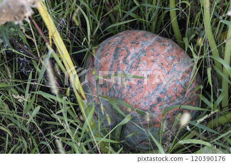 Beautiful pumpkins on the field. Organic vegetable growing on farming. Harvest season in Ukraine. Pumpkins on farman can be used on Halloween 120390176