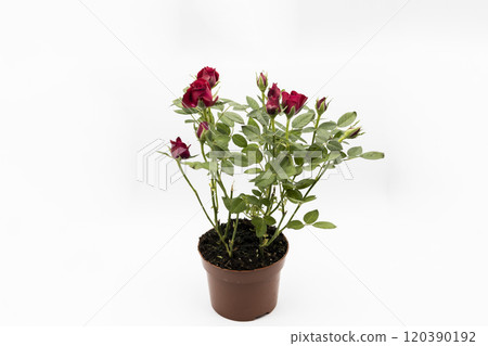 The red roses in a pot isolated on a white background. The red roses in a pot isolated on a white background. 120390192