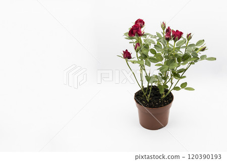 The red roses in a pot isolated on a white background. 120390193
