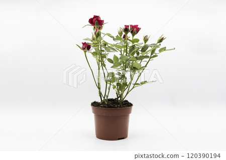 The red roses in a pot isolated on a white background. The red roses in a pot isolated on a white background. 120390194