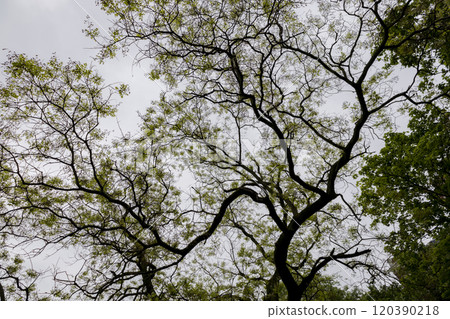 The view trees from below upwards. Scary view of the top branches with green leaves.Natural green leaves and branches on background of white sky. The view trees from below upwards. Scary view of the top branches with green leaves.Natural green leaves and branches on background of white sky. 120390218