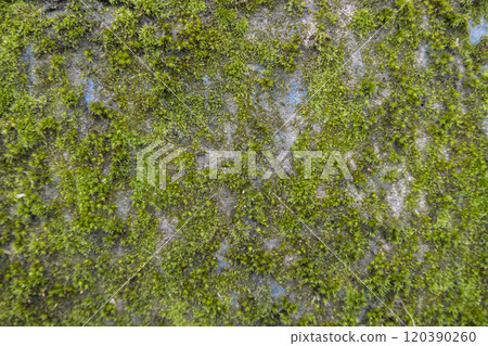 Concrete wall covered with moss. The old concrete wall covered with moss lichen Concrete wall covered with moss. The old concrete wall covered with moss lichen 120390260