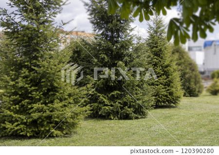 Growing green beautiful Christmas trees Growing green beautiful Christmas trees 120390280