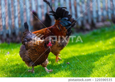 Free-Range Chickens are foraging happily in the Green Grass at sunny day 120390535