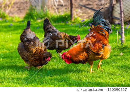 Free-Range Chickens are foraging happily in the Green Grass at sunny day Free-Range Chickens are foraging happily in the Green Grass at sunny day 120390537