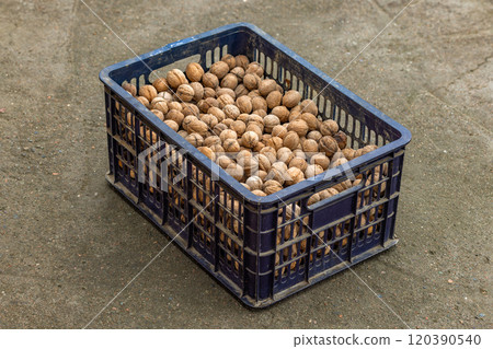 plastic crate full of unpeeled walnuts on concrete floor plastic crate full of unpeeled walnuts on concrete floor 120390540