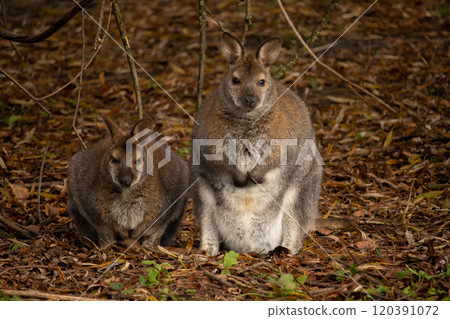 Red-necked wallaby (Macropus rufogriseus) Red-necked wallaby (Macropus rufogriseus) 120391072