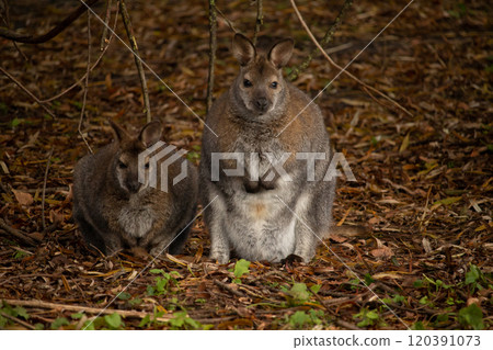 Red-necked wallaby (Macropus rufogriseus) Red-necked wallaby (Macropus rufogriseus) 120391073