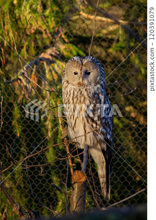 Ural Owl (Strix uralensis) in zoo Ural Owl (Strix uralensis) in zoo 120391079