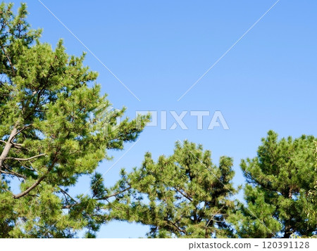 松樹 松樹 120391128