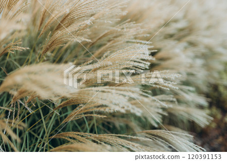 Abstract natural background of soft plants Cortaderia selloana. Pampas grass on a blurry bokeh, Dry reeds boho style. Fluffy stems of tall grass in autumn, soft focus. High quality photo 120391153