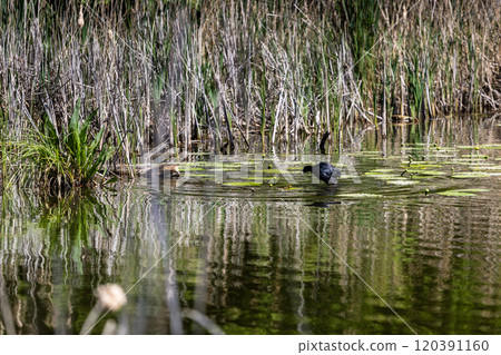 A black waterfowl runs across a pond surrounded by reeds and green lilies, creating a reflective scene in the water. The area is rich in vegetation, offering a natural wetland habitat. 120391160