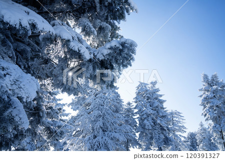 Snow covered trees. Winter forest Snow covered trees. Winter forest 120391327