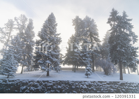 Snow covered trees. Winter forest Snow covered trees. Winter forest 120391331