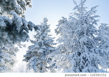 Snow covered trees. Winter forest. Snow covered trees. Winter forest. 120391332