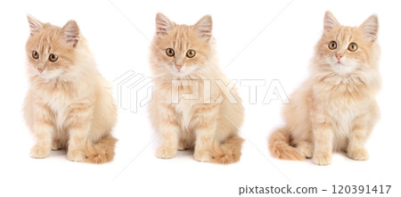 Cute little red kitten isolated on white background 120391417
