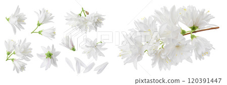 deutzia flowers isolated on a white background deutzia flowers isolated on a white background 120391447