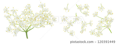 Elderberry flower or Sambucus nigra isolated on a white background. Elderberry flower or Sambucus nigra isolated on a white background. 120391449