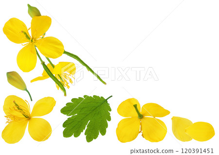 Celandine flower isolated on white background. Top view with copy space for your text. Flat lay 120391451