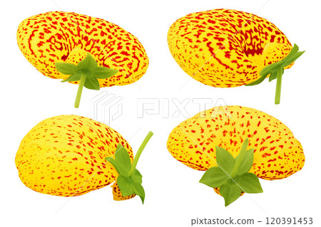 Calceolaria flower isolated on white background. Top view. Flat lay Calceolaria flower isolated on white background. Top view. Flat lay 120391453