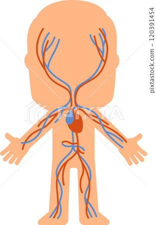 Simplified diagram of the human circulatory system highlighting veins and arteries, providing a clear visual representation for educational purposes Simplified diagram of the human circulatory system highlighting veins and arteries, providing a clear visual representation for educational purposes 120391454