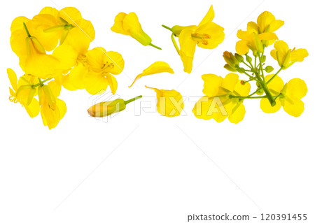 Rapeseed flowers isolated on white background, Top view with copy space for your text. Flat lay Rapeseed flowers isolated on white background, Top view with copy space for your text. Flat lay 120391455