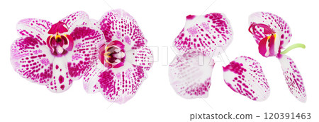 pink phalaenopsis orchid flower isolated on white background pink phalaenopsis orchid flower isolated on white background 120391463