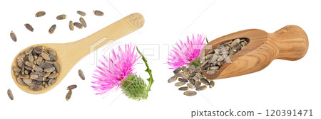 Seeds and flower of a milk thistle or Silybum marianum, Scotch Thistle, Marian thistle in wooden spoon isolated on white background. Top view 120391471