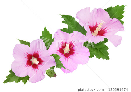 Pink hibiscus flower isolated on white background. Top view. Flat lay. 120391474