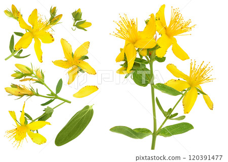 saint john's wort or Hypericum flowers isolated on white background. Top view with copy space for your text. Flat lay 120391477