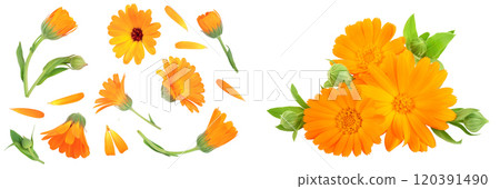 Calendula. Marigold flower isolated on white background. Top view. Flat lay pattern 120391490