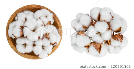 Cotton plant flower in wooden bowl isolated on white background with full depth of field. Top view. Flat lay Cotton plant flower in wooden bowl isolated on white background with full depth of field. Top view. Flat lay 120391501