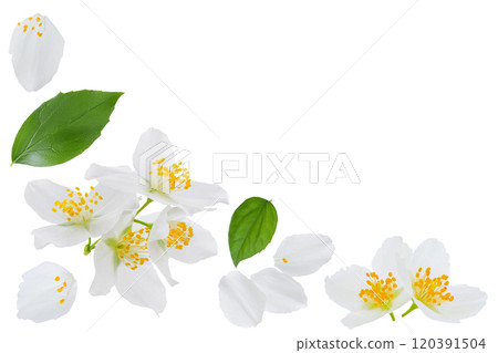 Jasmine flowers isolated on white background. Top view with copy space for your text. Flat lay 120391504