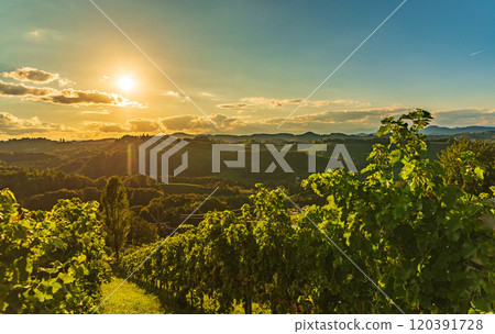 Vineyards landscape famous destination wine street area south Styria , wine country in summer. Tourist destination 120391728