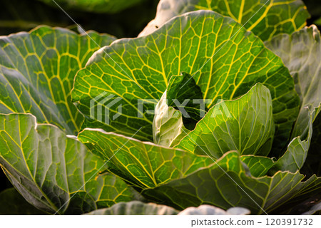 White cabbage growing in a field. Green cabbage leaves sunset backlit White cabbage growing in a field. Green cabbage leaves sunset backlit 120391732