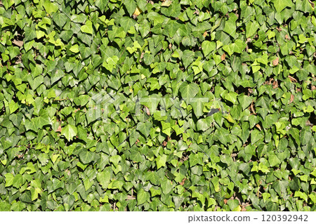 Green curtain made of natural leaves Green curtain made of natural leaves 120392942