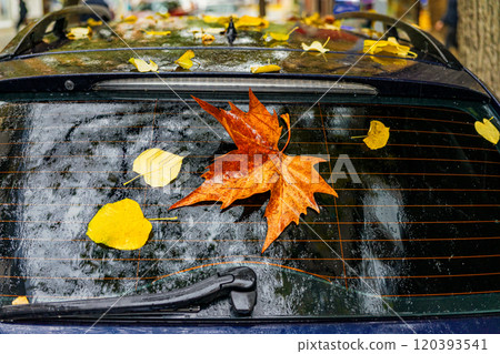 Wet car windshield covered with autumn leaves Wet car windshield covered with autumn leaves 120393541
