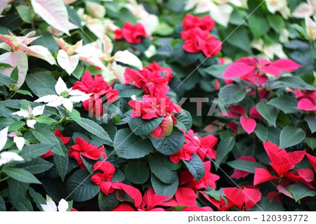 Double-flowered poinsettia red flower Double-flowered poinsettia red flower 120393772