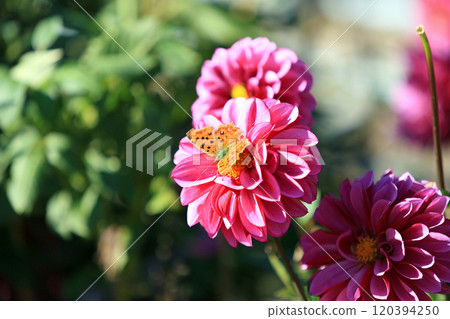 Beautiful dahlia flowers 120394250