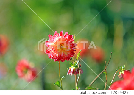 美麗的大麗花花 120394251