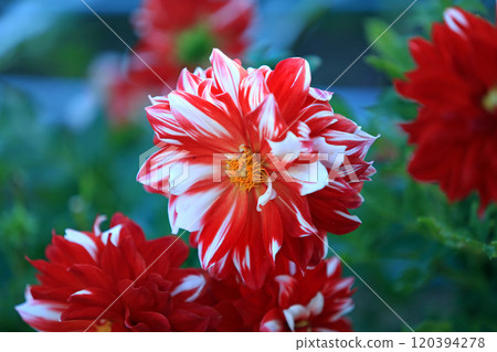 Beautiful dahlia flowers 120394278