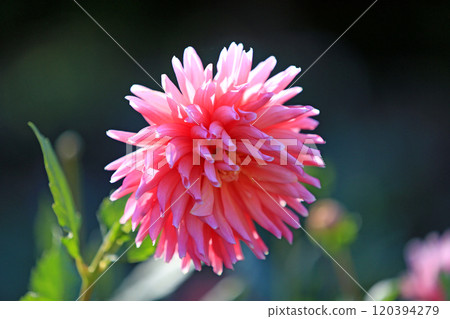 Beautiful dahlia flowers 120394279