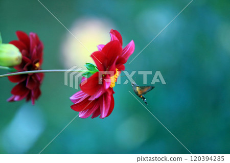 美麗的大麗花花 美麗的大麗花花 120394285