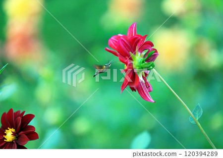 Beautiful dahlia flowers 120394289