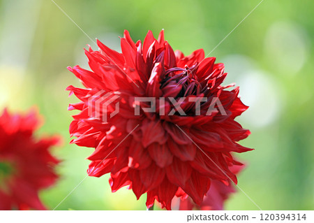 美麗的大麗花花 120394314