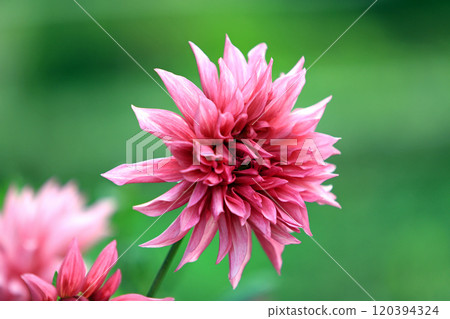 美麗的大麗花花 美麗的大麗花花 120394324