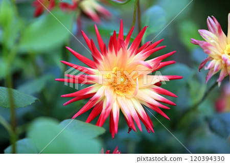 Beautiful dahlia flowers Beautiful dahlia flowers 120394330